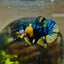 Plakat Yellow Candy Koi Male Betta M11 Male betta