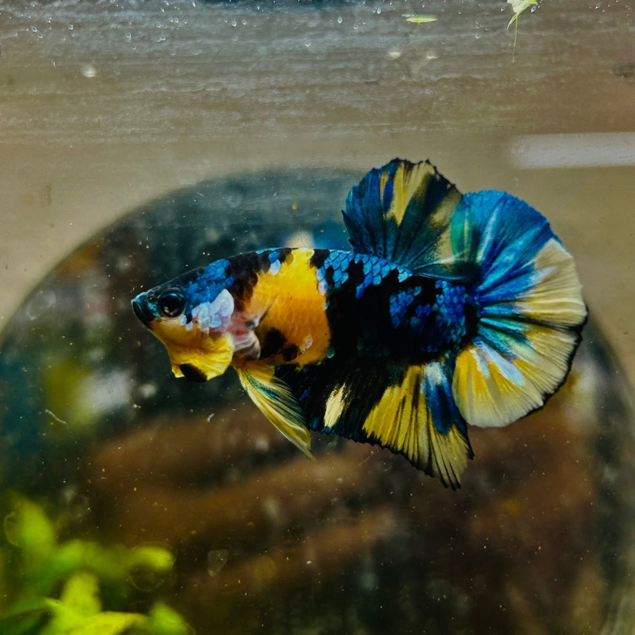 Plakat Yellow Candy Koi Male Betta M11 Male betta