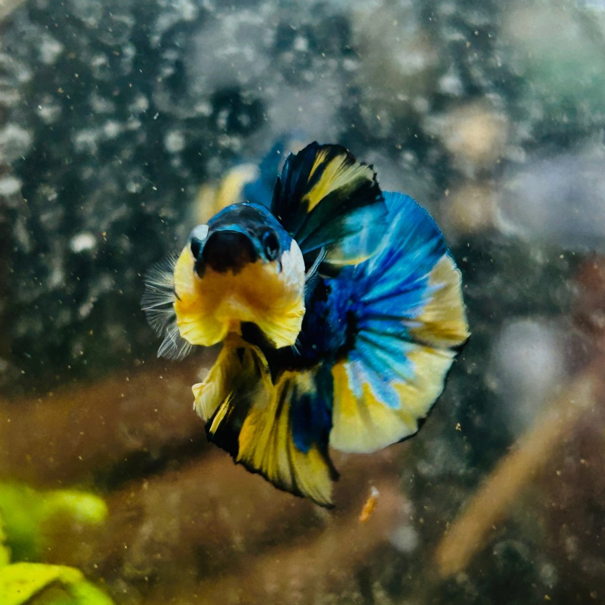 Plakat Yellow Candy Koi Male Betta #M11