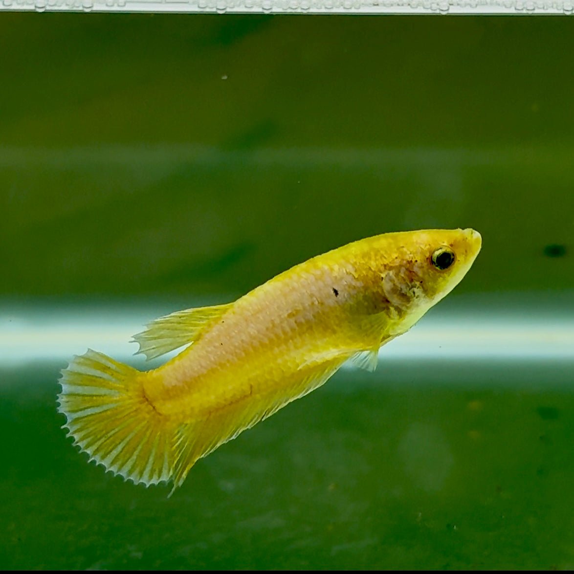 Plakat Yellow Copper Female Betta #Oc53