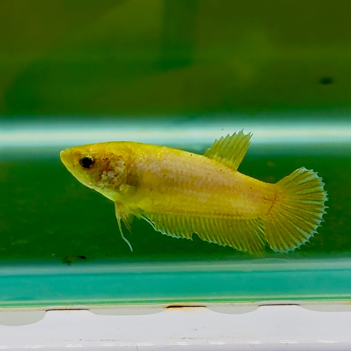 Plakat Yellow Copper Female Betta #Oc53