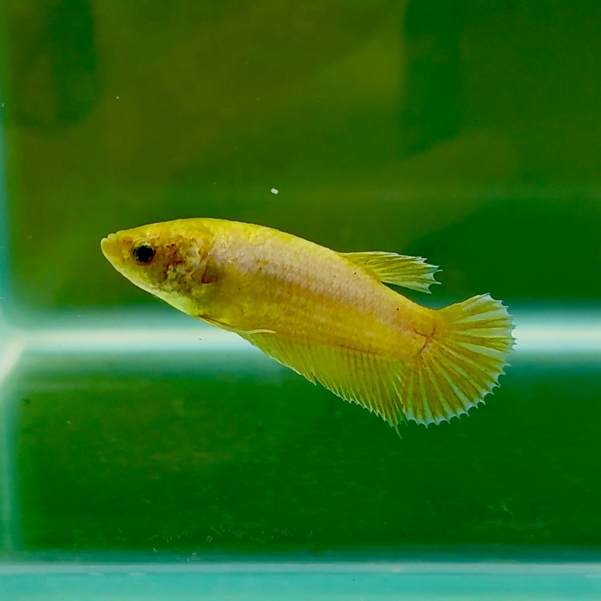 Plakat Yellow Copper Female Betta #Oc53