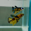 Plakat Yellow Copper Koi Male Betta N135