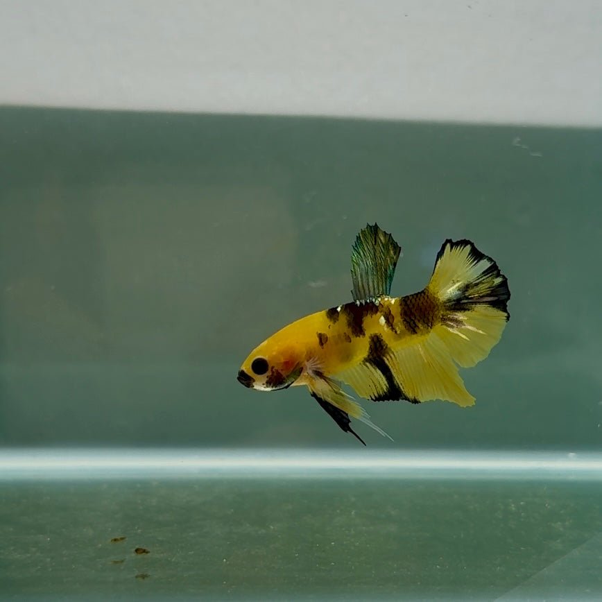 Plakat Yellow Copper Koi Male Betta N135