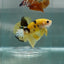 Plakat Yellow Copper Male Betta Au97 Live Betta Fish Male betta