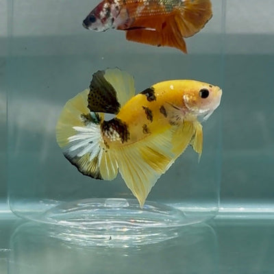 Plakat Yellow Copper Male Betta Au97 Live Betta Fish Male betta