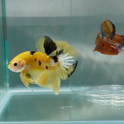 Plakat Yellow Copper Male Betta Au97 Live Betta Fish Male betta