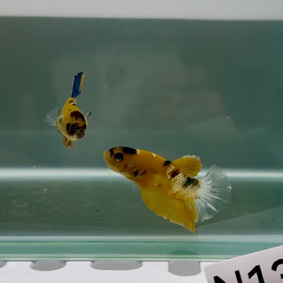 Plakat Yellow Copper Male Betta N134