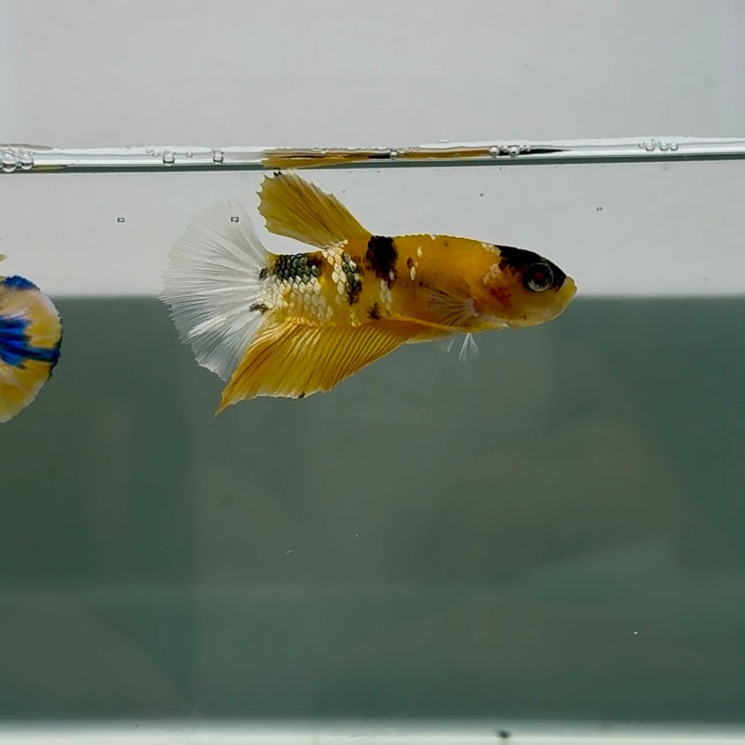 Plakat Yellow Copper Male Betta N134