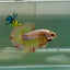 Plakat Yellow Copper Vanda Male Betta Jul30 Live Betta Fish Male betta