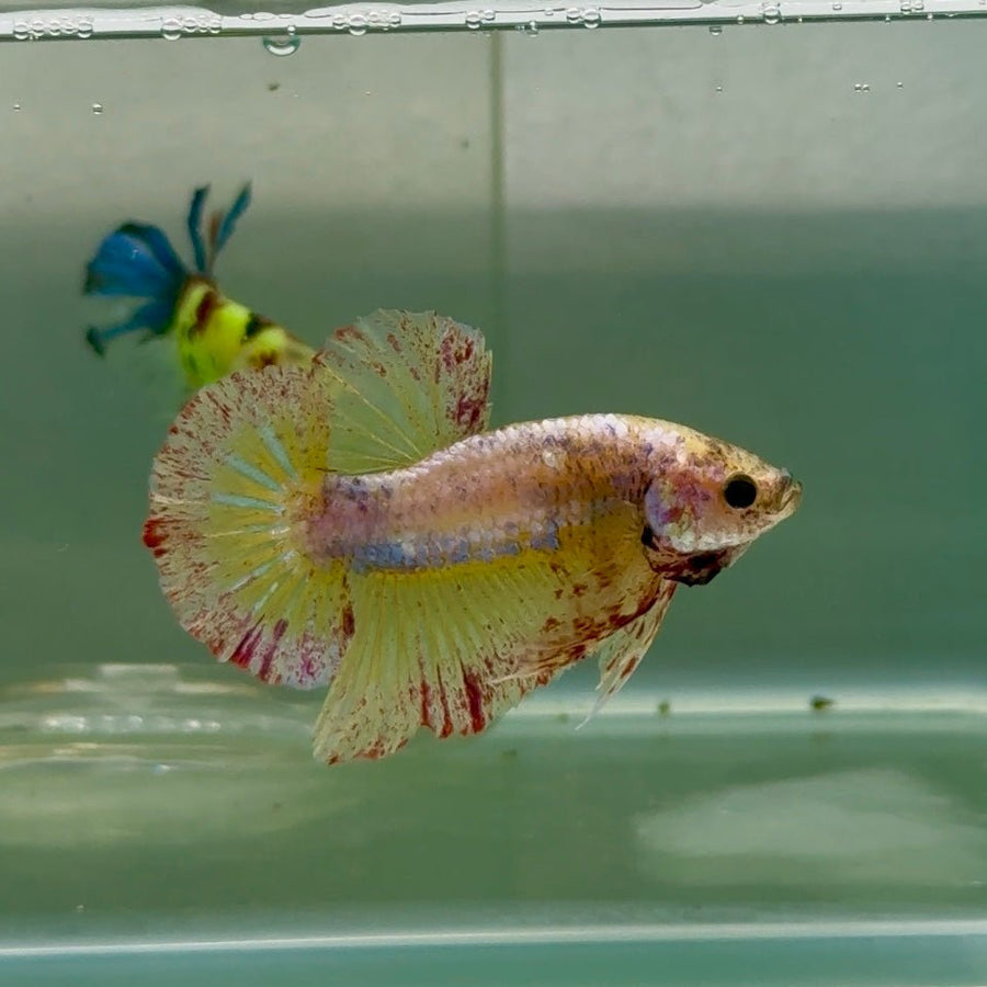 Plakat Yellow Copper Vanda Male Betta Jul30 Live Betta Fish Male betta