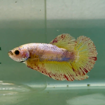 Plakat Yellow Copper Vanda Male Betta Jul30 Live Betta Fish Male betta