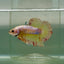 Plakat Yellow Copper Vanda Male Betta Jul30 Live Betta Fish Male betta