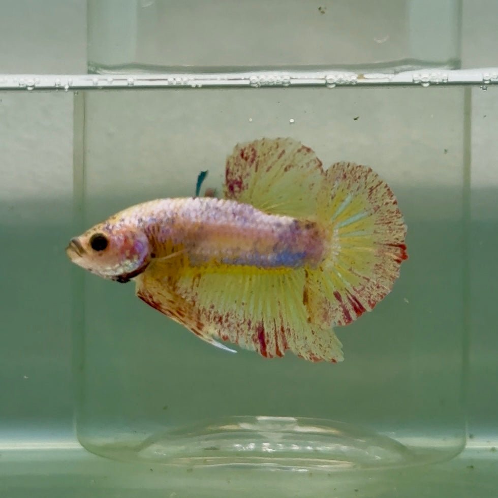 Plakat Yellow Copper Vanda Male Betta Jul30 Live Betta Fish Male betta