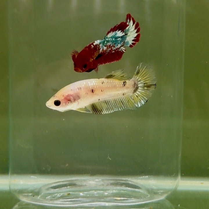 Plakat Yellow Dot Metallic Female Betta D40