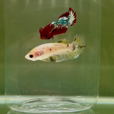 Plakat Yellow Dot Metallic Female Betta D40