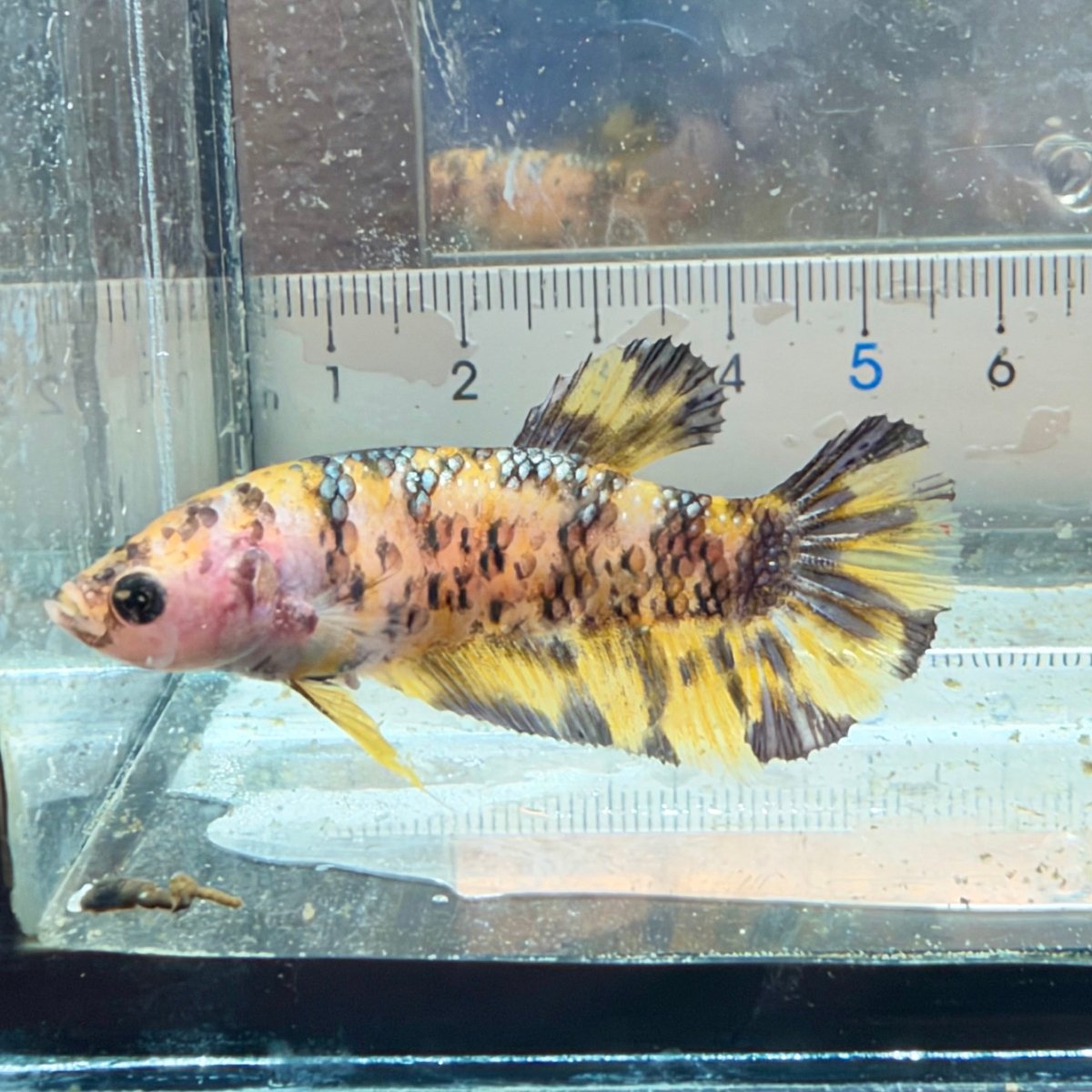 Plakat Yellow Dot Metallic Female Betta #D40