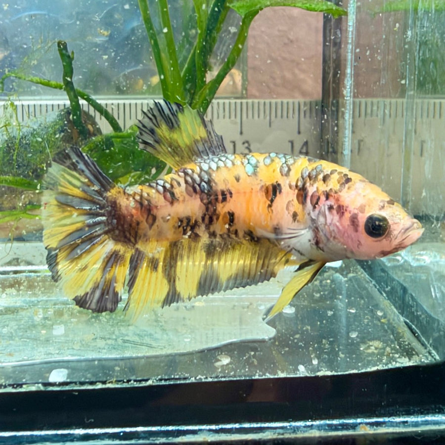 Plakat Yellow Dot Metallic Female Betta #D40 Female betta