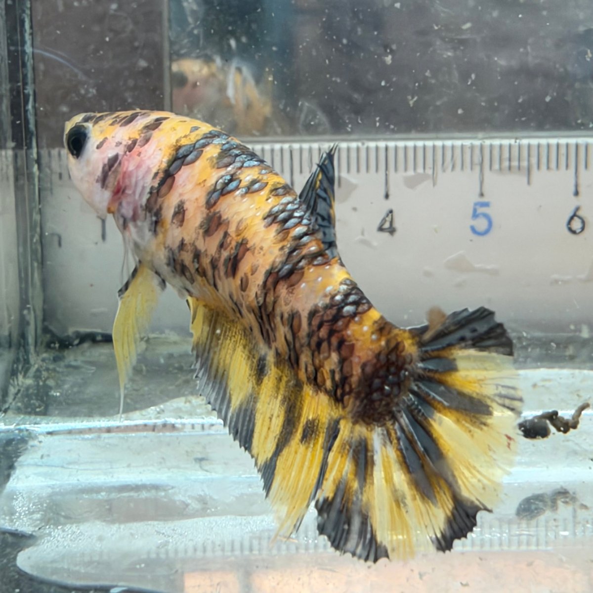 Plakat Yellow Dot Metallic Female Betta #D40