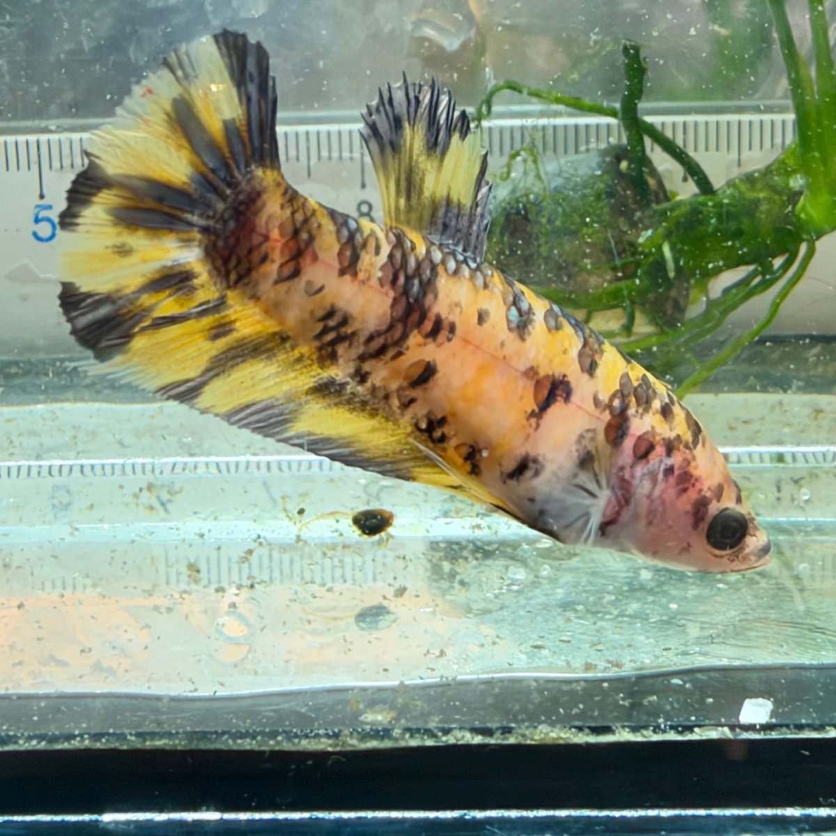 Plakat Yellow Dot Metallic Female Betta #D40