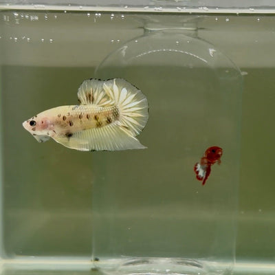 Plakat Yellow Dot Metallic Male Betta D35