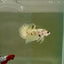Plakat Yellow Dot Metallic Male Betta D35