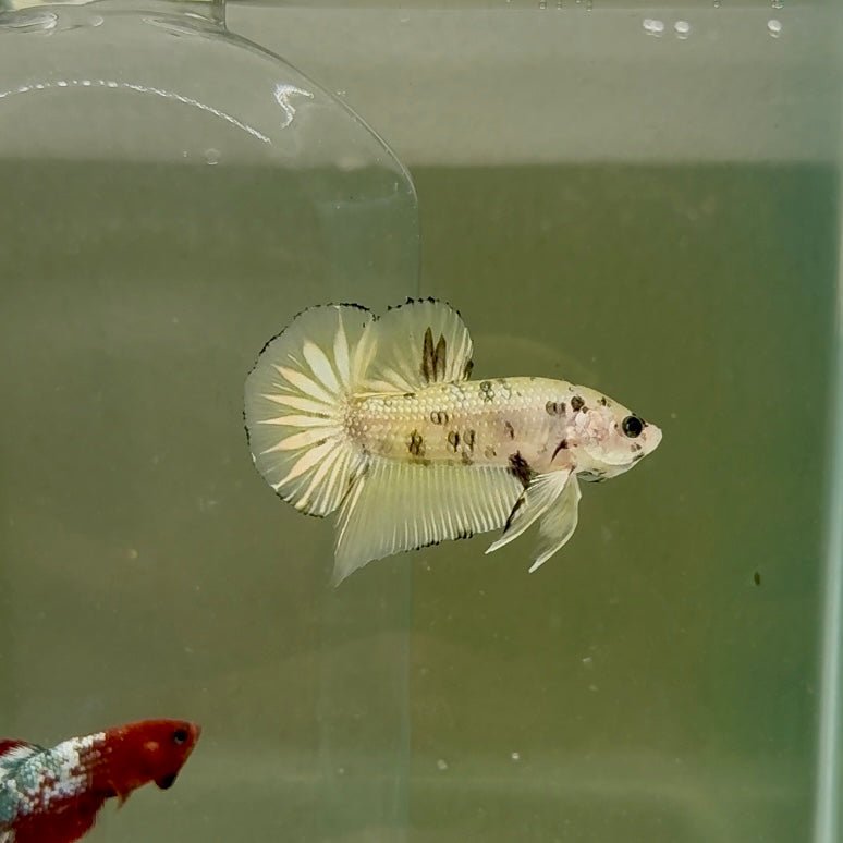 Plakat Yellow Dot Metallic Male Betta D35