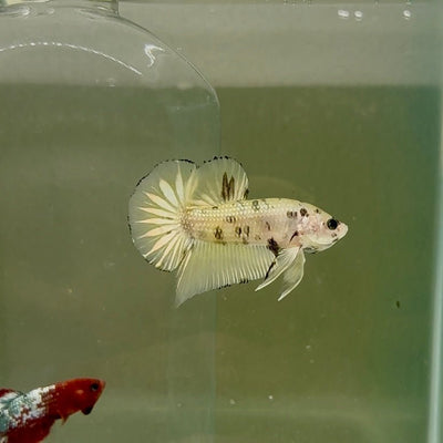 Plakat Yellow Dot Metallic Male Betta D35