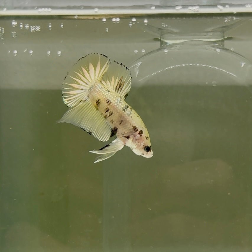 Plakat Yellow Dot Metallic Male Betta D35