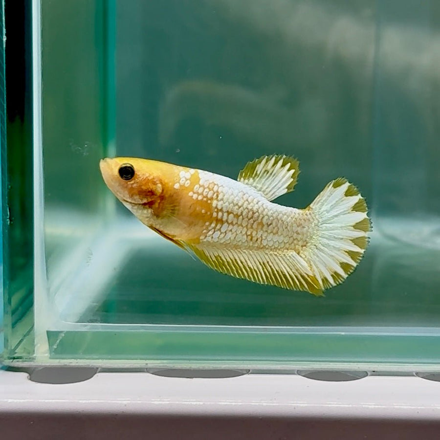 Plakat Yellow Fancy Copper Female Betta Au59 Female betta