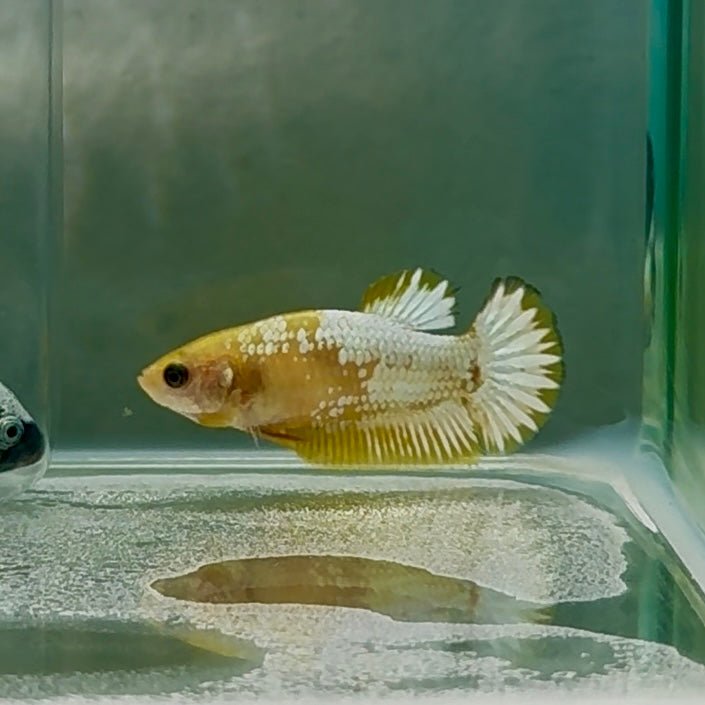 Plakat Yellow Fancy Copper Female Betta #Au61
