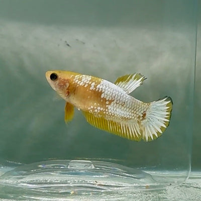Plakat Yellow Fancy Copper Female Betta Au61 Female betta