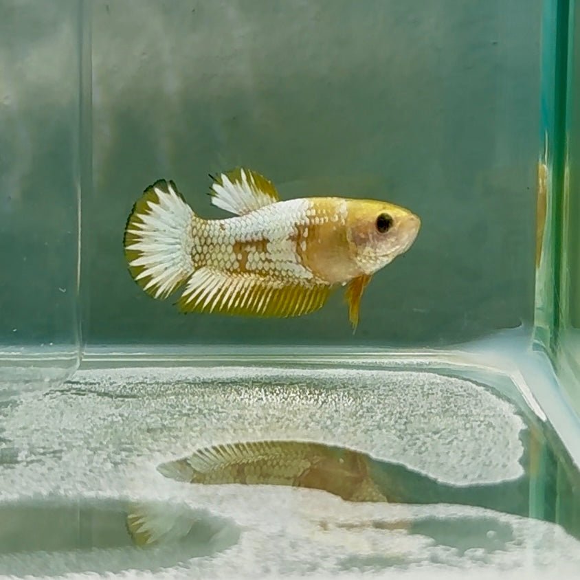 Plakat Yellow Fancy Copper Female Betta #Au61