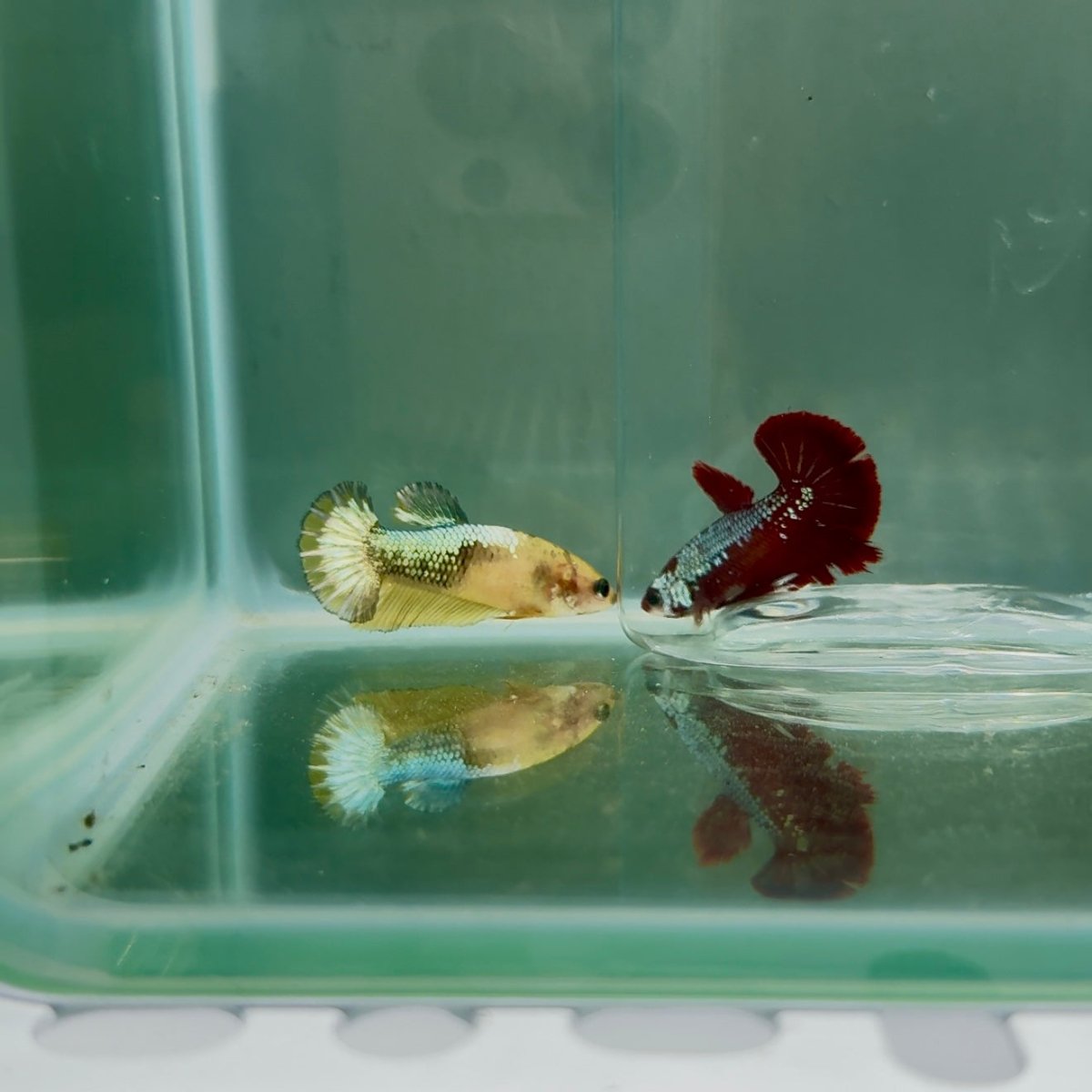 Plakat Yellow Fancy Copper Female Betta N73