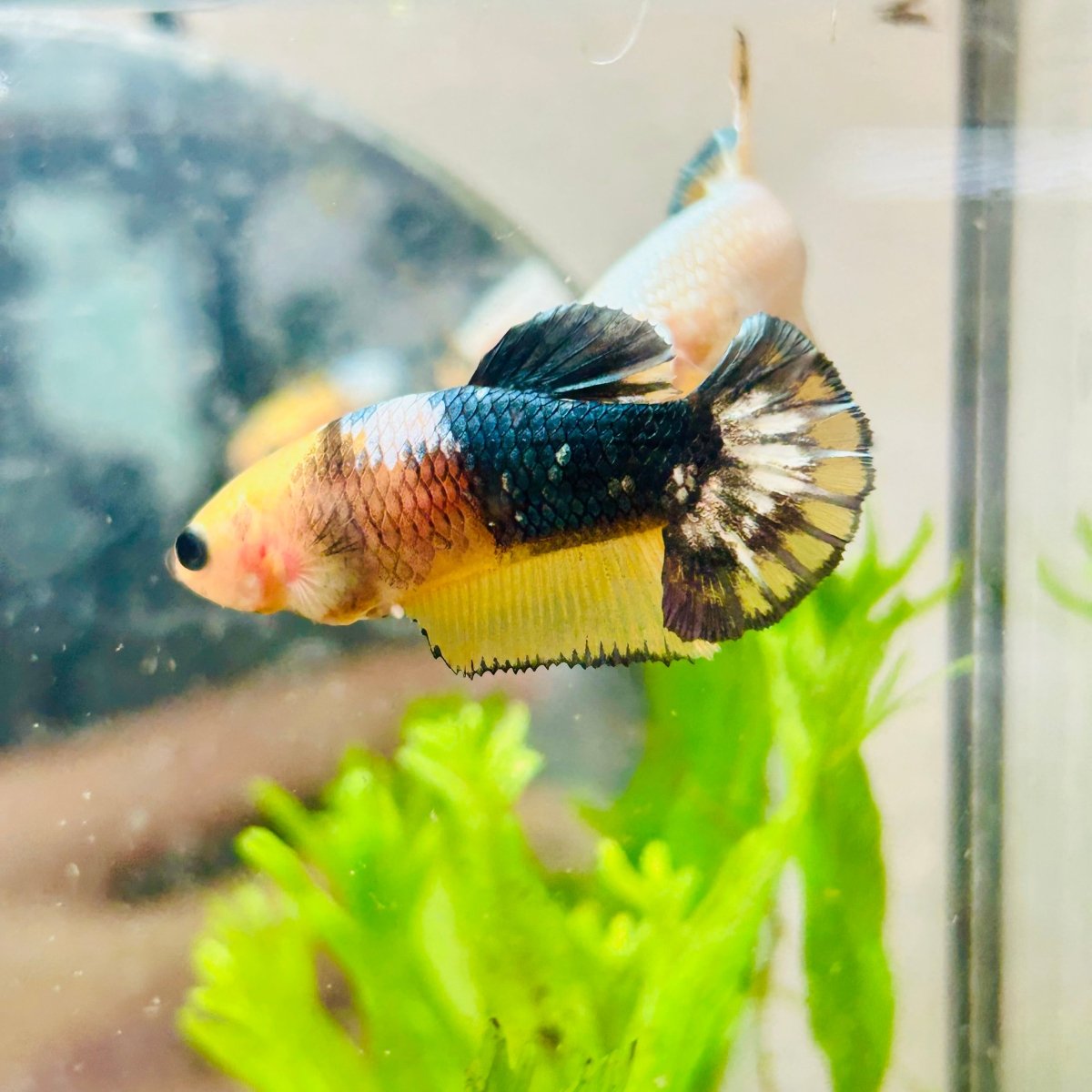Plakat Yellow Fancy Copper Female Betta #N73