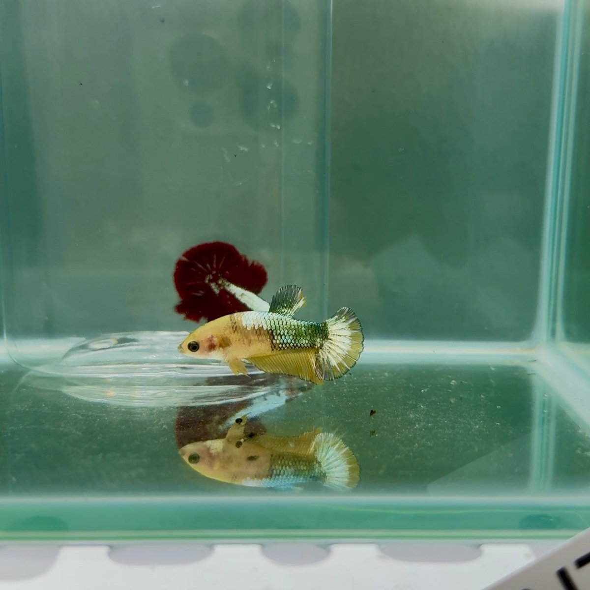 Plakat Yellow Fancy Copper Female Betta N73