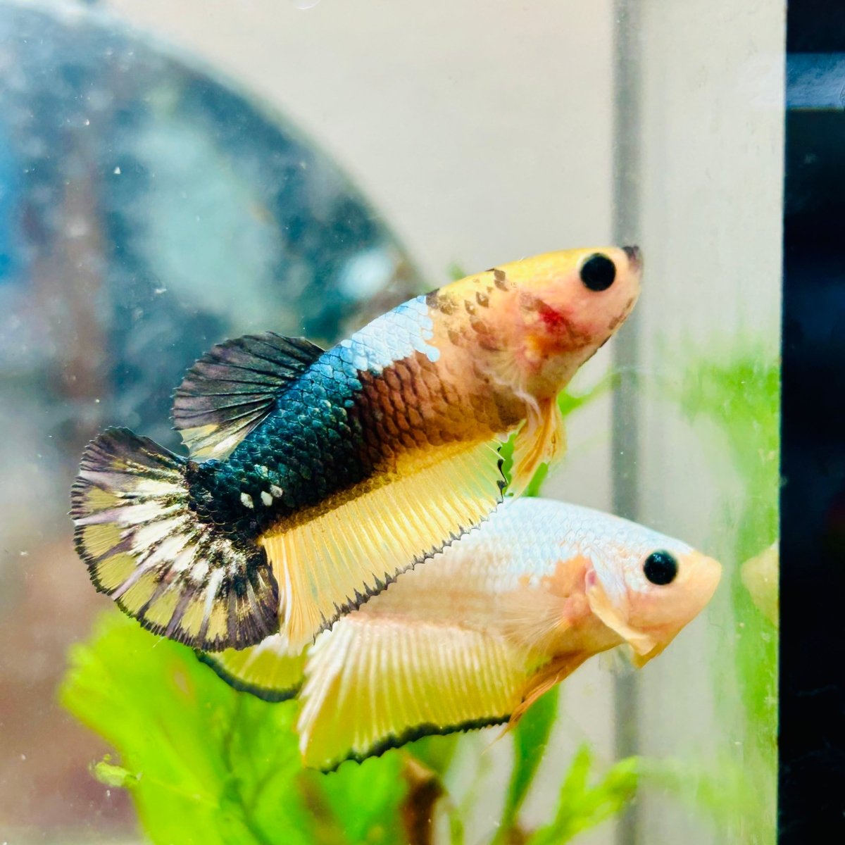 Plakat Yellow Fancy Copper Female Betta #N73