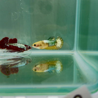 Plakat Yellow Fancy Copper Female Betta N73