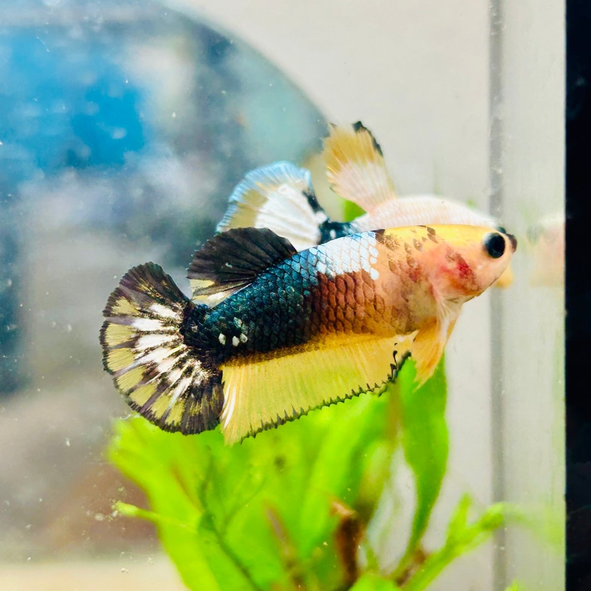 Plakat Yellow Fancy Copper Female Betta #N73