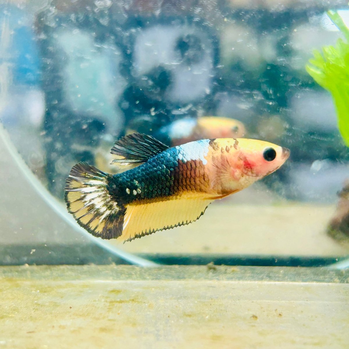 Plakat Yellow Fancy Copper Female Betta #N73