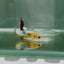 Plakat Yellow Fancy Copper Female Betta N74