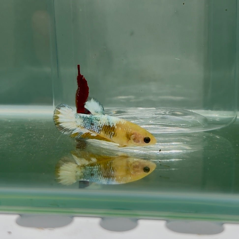 Plakat Yellow Fancy Copper Female Betta N74
