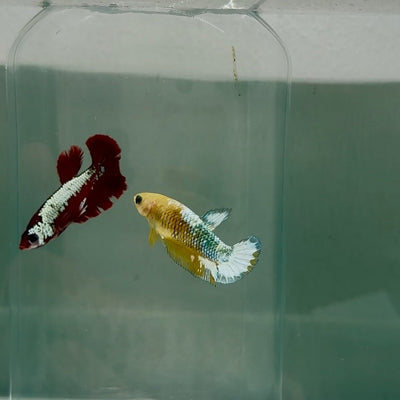 Plakat Yellow Fancy Copper Female Betta N74