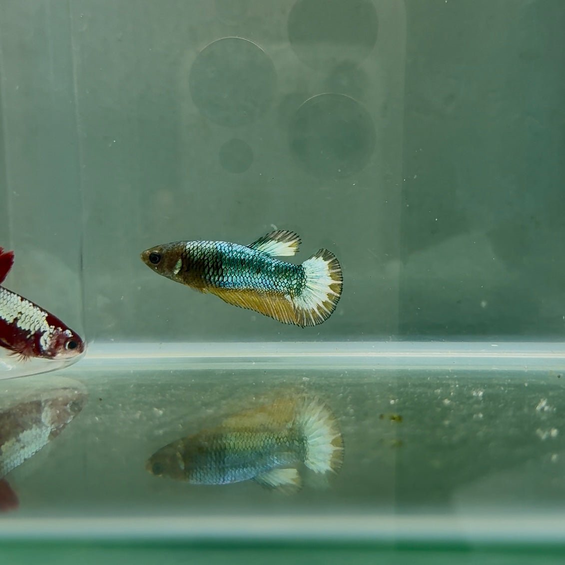 Plakat Yellow Fancy Copper Female Betta N75