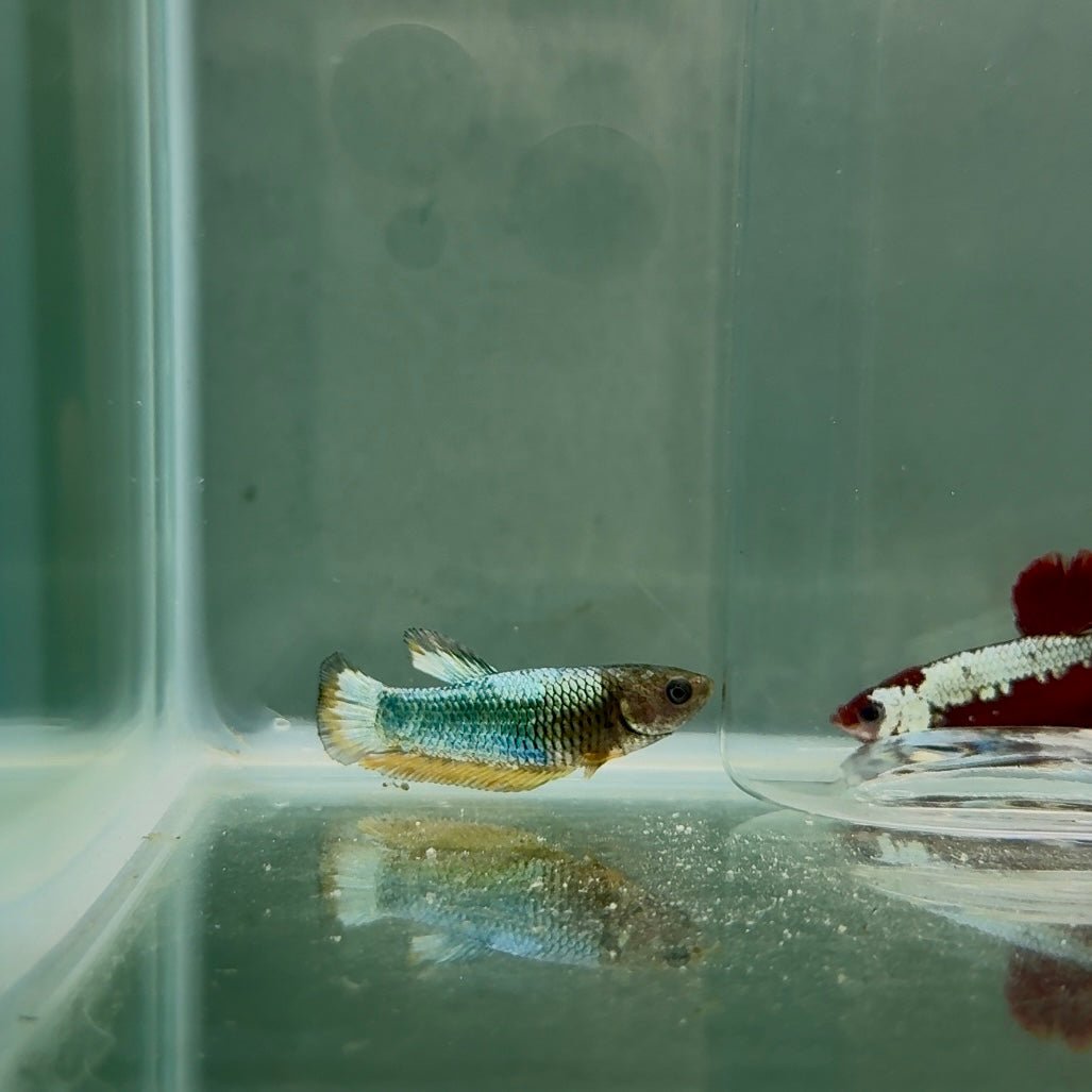 Plakat Yellow Fancy Copper Female Betta N75