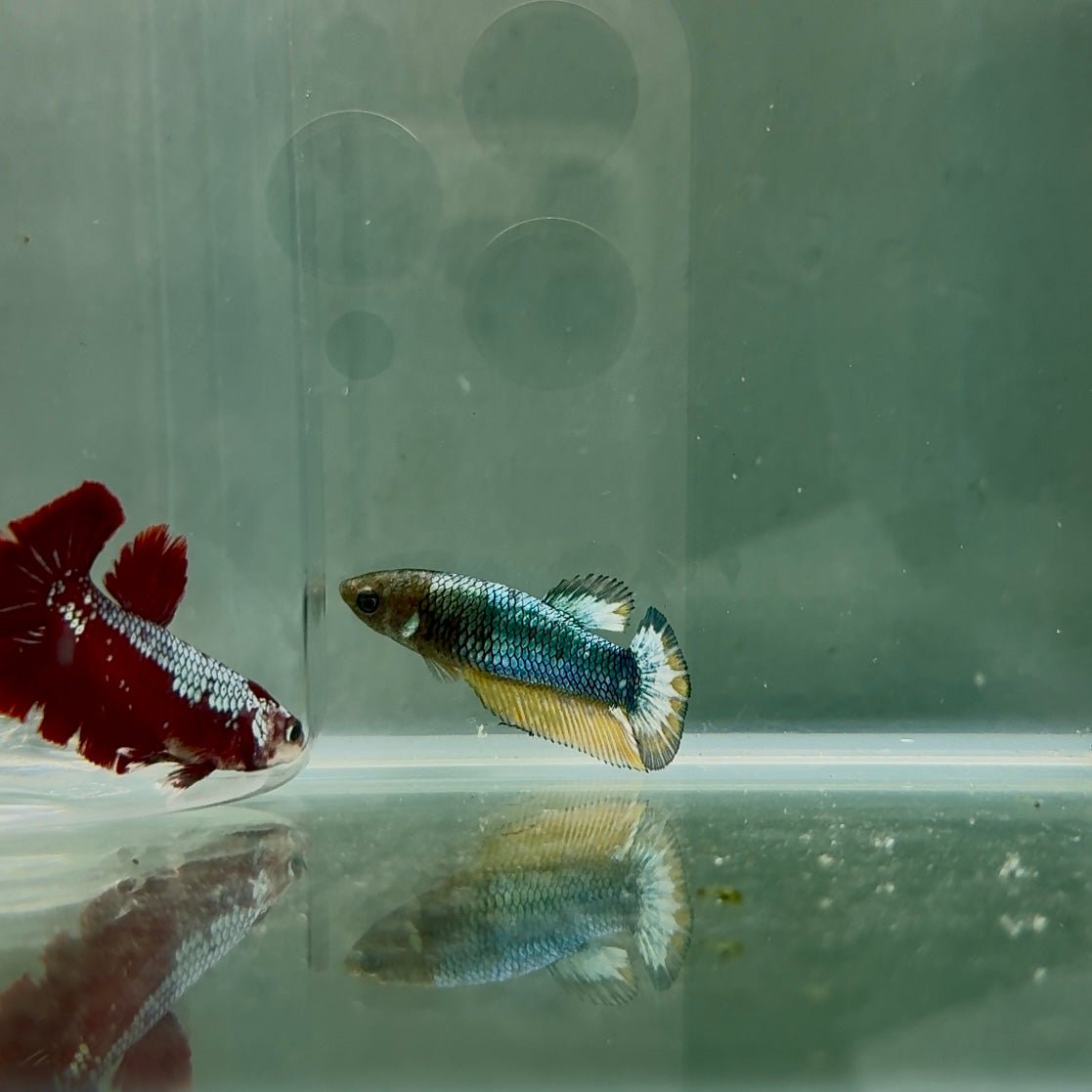 Plakat Yellow Fancy Copper Female Betta N75