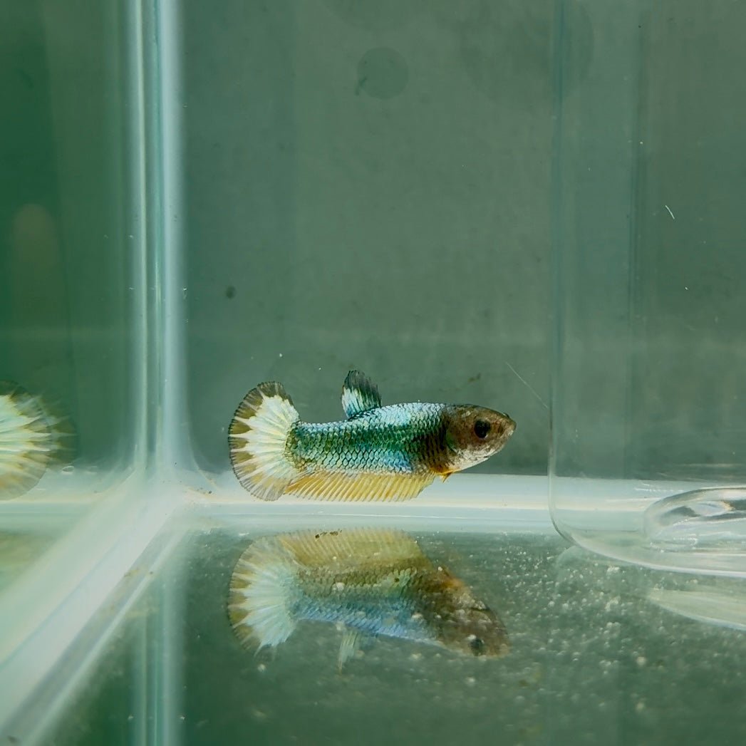 Plakat Yellow Fancy Copper Female Betta N75