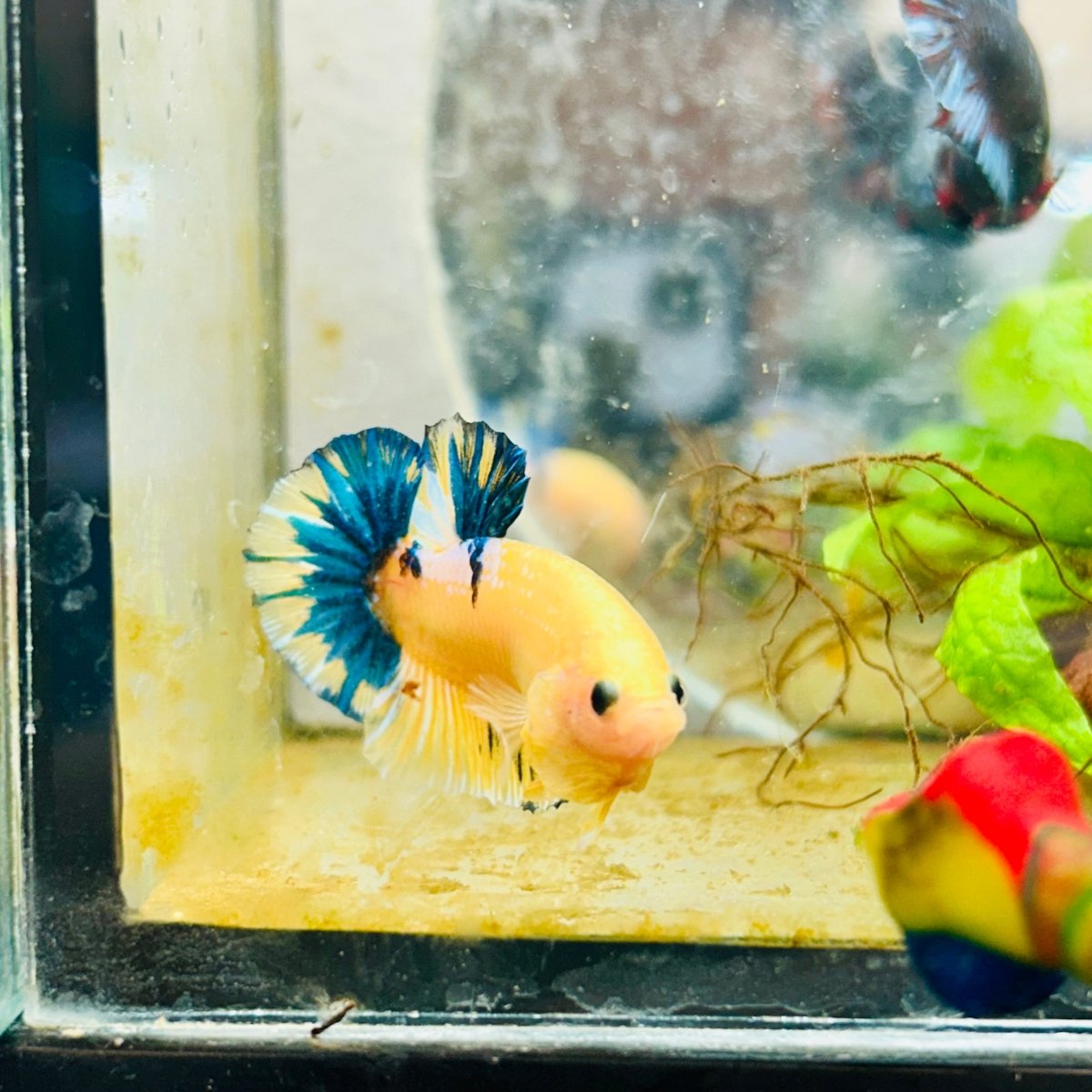 Plakat Yellow Fancy Copper Male Betta #009