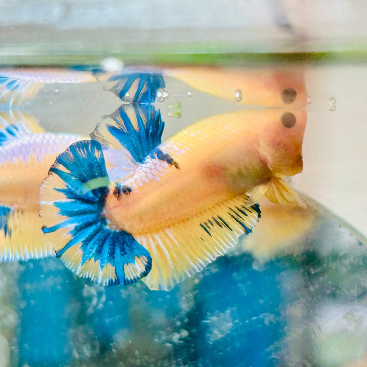 Plakat Yellow Fancy Copper Male Betta #009
