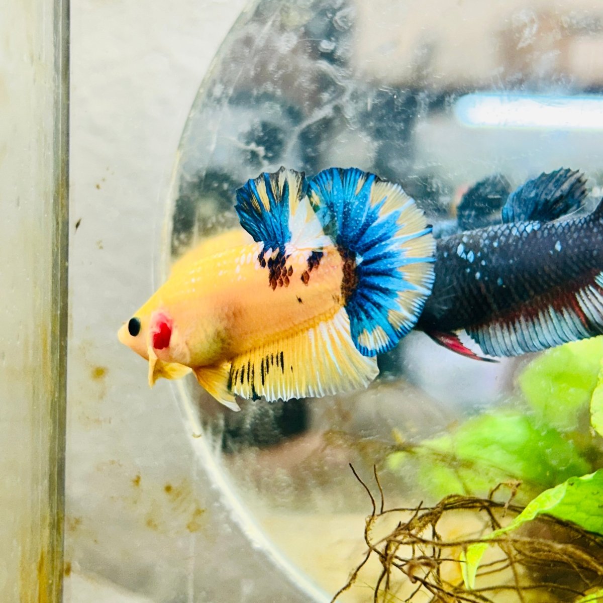 Plakat Yellow Fancy Copper Male Betta #009